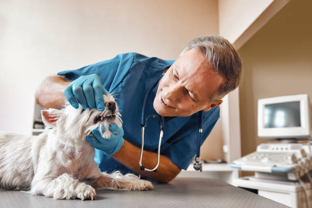 Best Emergency Treatment for Dental Infections or Abscesses in North Hartsville, SC